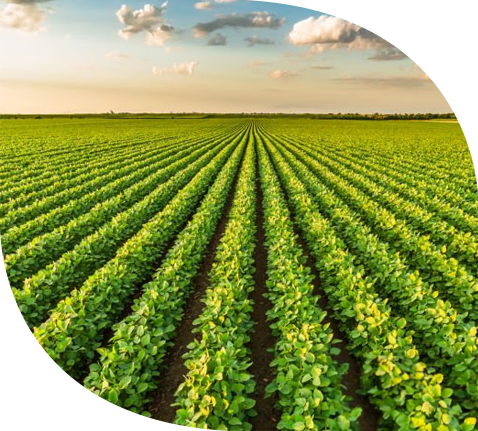 Vegetables field Vegetables field
