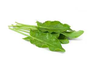 Sorrel
